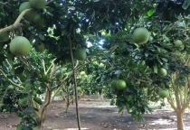 Bưởi da xanh: Citrus Maxima hay Citrus Grandis? Bưởi da xanh: Citrus Maxima hay Citrus Grandis?