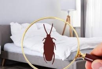 Top 4 phương pháp đuổi gián rời xa không gian của bạn Top 4 phương pháp đuổi gián rời xa không gian của bạn